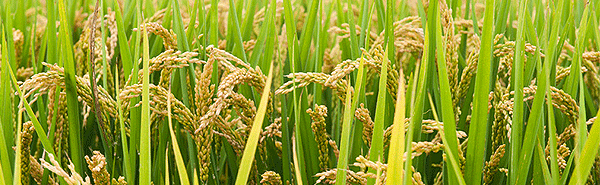 澳邦生物小麦解决方案